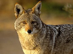 Coyote, Joshua Tree National Park, California